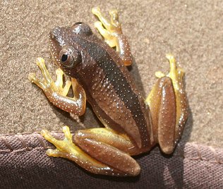 Bananenfrosch_ Afrixalus_fornasinii, Chiromantis xerampelina, White Spiny Reed Frog